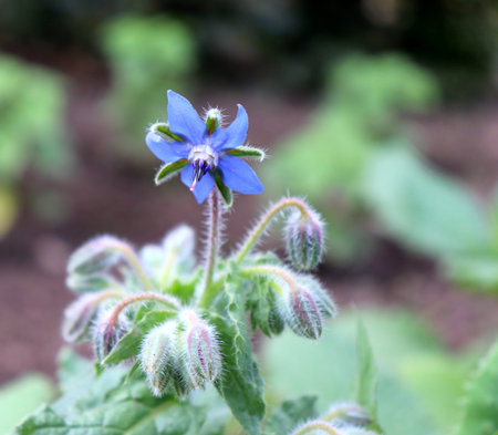 Borage officinalis blue flower in a garden.Borago officinalis, also known as a starflower, is an...