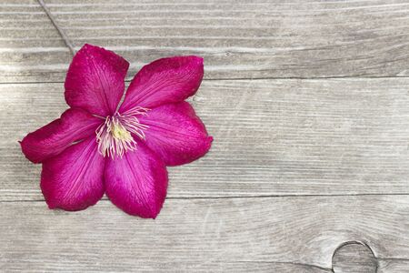 Clematis flower on wooden background. Nature concept.の写真素材