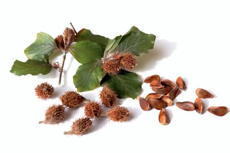 Autumn styled botanical arrangement. Composition from the beech nuts on white table background. Fall decorative concept, flat lay.の写真素材