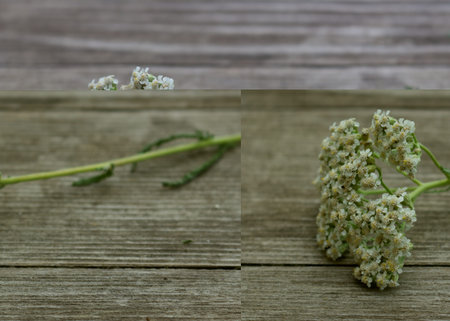 Blurred photo.Closeup of flower achillea millefolium, commonly known as yarrow or common yarrow on...