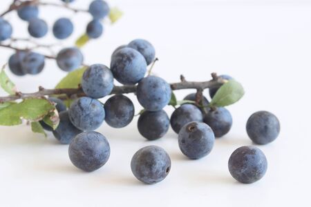 Romantic autumn still life with blackthorn on a white wooden table.Nature concept, prunus spinosa is a large deciduous shrub or small tree.の写真素材