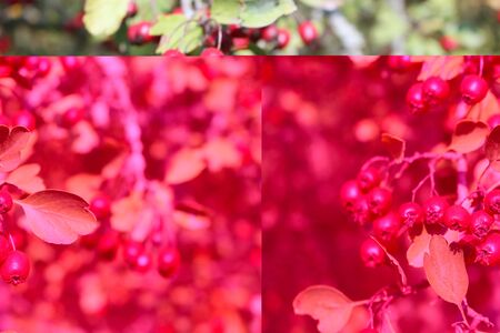 Bright red berries and green leaves on a branch of hawthorn in autumn, healthy.の写真素材