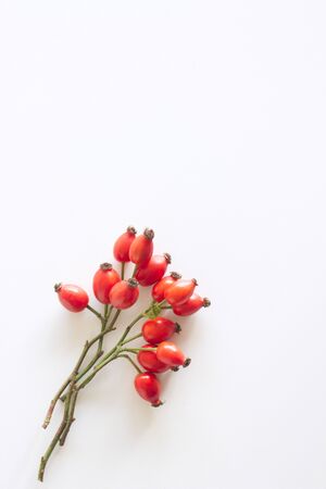 Autumn composition with red rose-hips on white table background. Fall, Halloween and Thanksgiving design, flat lay, top view.の写真素材