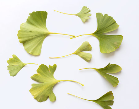 Ginkgo biloba leaves isolated on wood white background. Medicinal plant. Top view,the concept of...