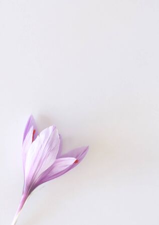 Crocus sativus, commonly known as saffron crocus on a white background,it is among the world's most costly spices by weight.の写真素材
