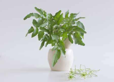 Watercress on white table background.It is aquatic perennial plant native to Europe and Asia, and one of the oldest known leaf vegetables.Botanical name Nasturtium officinale,contains Vitamin A,Bの写真素材