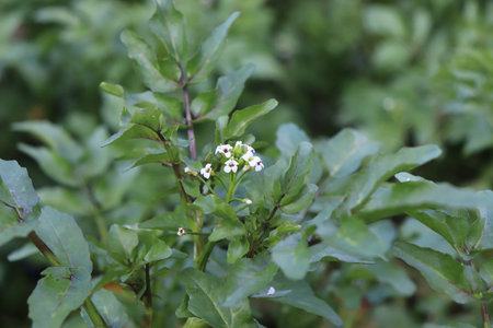 Watercress growing at the river.It is aquatic perennial plant native to Europe and Asia, and one of the oldest known leaf vegetables. Botanical name Nasturtium officinale,contains Vitamin A and C.の写真素材
