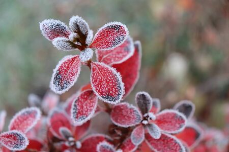 Frozen azalea with red leaves The first frosts, cold weather, frozen water, frost and hoarfrost. Macro shot. Early winter,blurred background.の写真素材