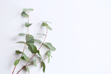 Frame, corner made of green Eucalyptus leaves and branches on white background. Floral composition. Feminine styled stock flat lay image, top view, copy space.の写真素材