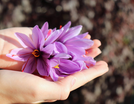 Closeup of a palms of a young girl, collects Crocus sativus, commonly known as saffron crocus, or...