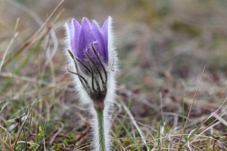 Closeup on the flower Pasque Flower , medicinal plants, herbs in the meadow.Spring time and sunny day,natural flower background.の写真素材