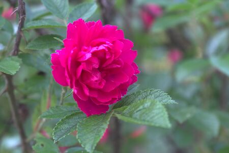Closeup red rose in the organic garden with blurred foliage.Nature and rose concept.の写真素材