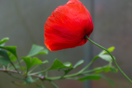 Red poppy flower produce shallow depth of field and a soft creamy background. Other names are...