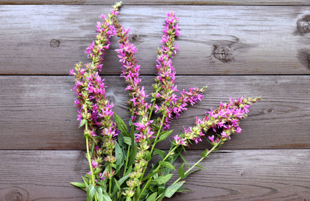 Pink flowers of blooming Purple Loosestrife.Lythrum salicaria, or purple loosestrife, is a flowering...