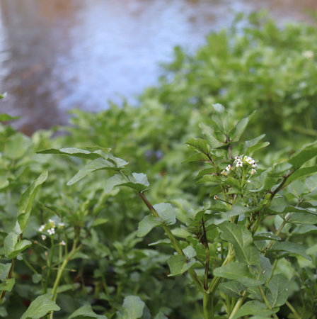 Watercress growing at the river.It is aquatic perennial plant native to Europe and Asia, and one of the oldest known leaf vegetables. Botanical name Nasturtium officinale. Contains Vitamin A and C.の写真素材