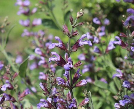 Close up beautiful blue Sage, Salvia officinalis in the sunny day. Medicinal plants, herbs in the garden, concept of healthy nutrition.の写真素材