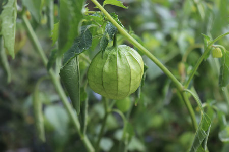 Homegrown organic Tomatillo, Physalis philadelphica. Growing in a vegetable garden. They are eaten...