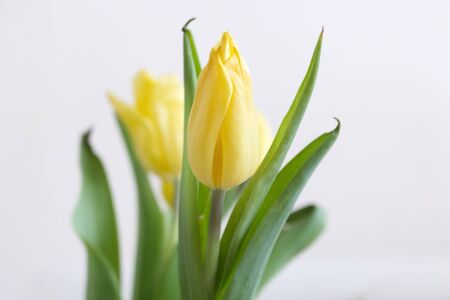 Bouquet of yellow tulips. Spring greeting card happy mother day copy space. Flovers concept.の写真素材