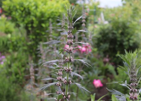 Leonurus cardiaca in an organic garden. Medicinal herb. Concept of healthy nutrition. Leonurus cardiaca. Nature concept.の写真素材