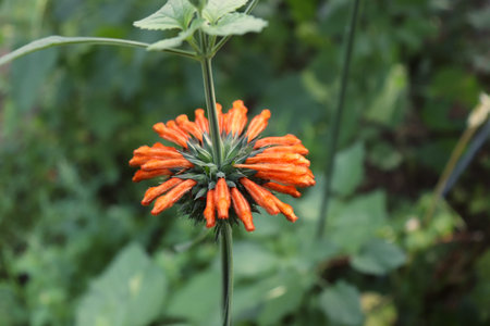 Leonotis leonurus, also known as lions tail and wild dagga in the garden. It is known for its medicinal properties. Botanical, natural, herb and flower concept.の写真素材