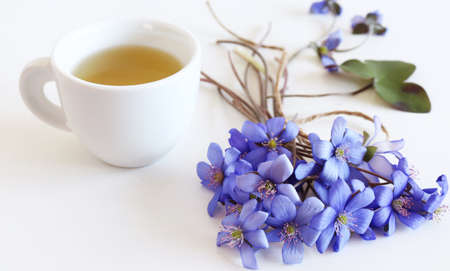 Herbal tea from Liverwort, Hepatica Nobilis flowers for herbal medicine and the flowers on white wood background. Minimalism. Beautiful spring wildflowers. Edible, healthy. Nature concept.の写真素材