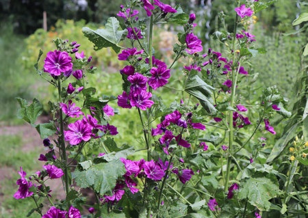 Close up Malva mauritiana. Medicinal herb. The concept of healthy nutrition. Malva mauritiana has...