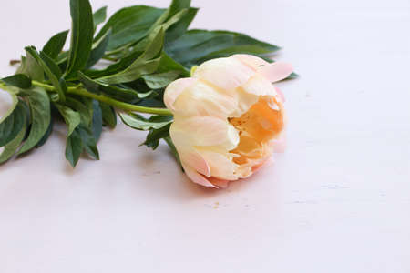 Close up of pink peonies flowers isolated on white table background. Floral frame composition. Decorative web banner. Styled stock photo. Empty space, flat lay, top view. Nature concept.の写真素材