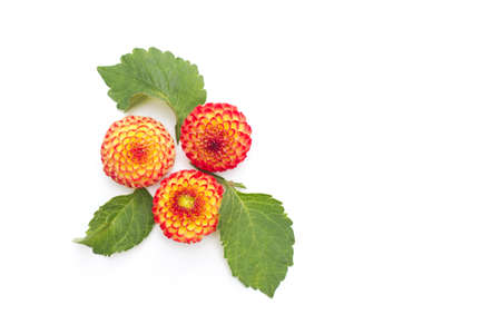 Flowers composition. Dahlias flowers on white background. Valentine's day, Mother day, women's day, spring concept. Flat lay, top view, copy space. Nature concept.の写真素材