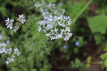 Coriander, Coriandrum sativum in an organic garden. It is also known as Chinese parsley. All parts of the plant are edible. Nature and food concept.の写真素材