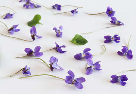 Pattern from Viola odorata flowers isolated on old white background, flat lay, top view. The concept of spring, floral backgroundの写真素材