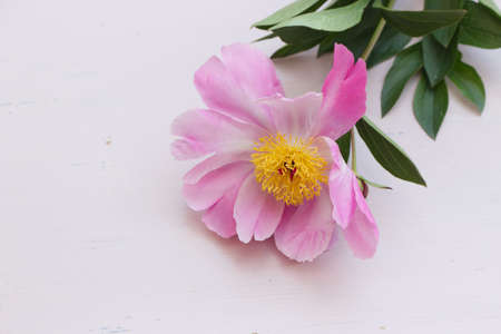 Close up of pink peonies flowers isolated on white table background. Floral frame composition. Decorative web banner. Styled stock photo. Empty space, flat lay, top view. Flower concept.の写真素材
