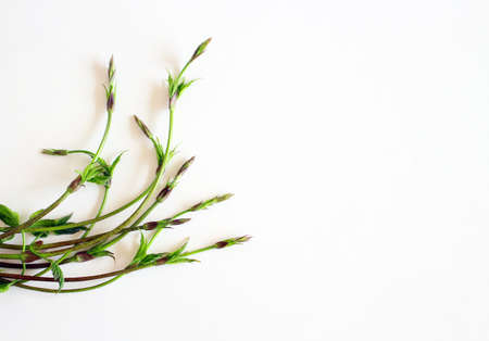 Green raw asparagus isolated on white background.の写真素材