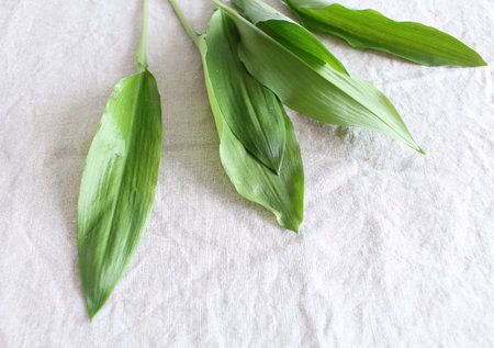 Young leaves of Ramsons, Allium ursinum,in early spring. Allium ursinum is a bulbous, perennial herbaceous monocot, that reproduces primarily by seed.の写真素材