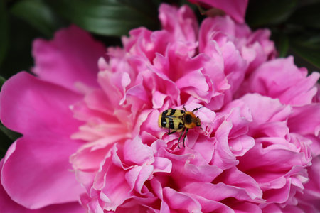 Trichius fasciatus, the Eurasian bee beetle in garden on a peoni.Adults can be encountered from May...