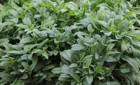 Betonica officinalis, common names betony, purple betony, common hedge nettle. Medicinal plants,...