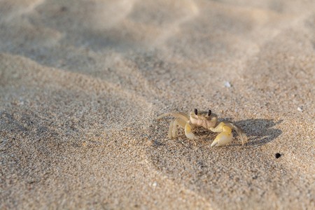 Crab on the sandの写真素材