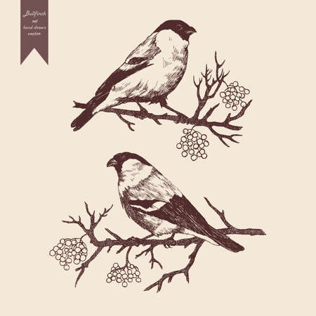 Bullfinch set. Hand drawn vector. Vintage styleのイラスト素材
