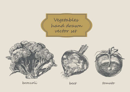 Vegetables set. Beijing cabbage, califlower, cabbage Hand dawn vectorのイラスト素材