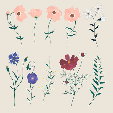 Vector set with wild meadow flowers. Isolated collectionのイラスト素材