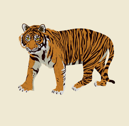 Sumatrian endangerd tiger watercolor illustration hand drawnのイラスト素材