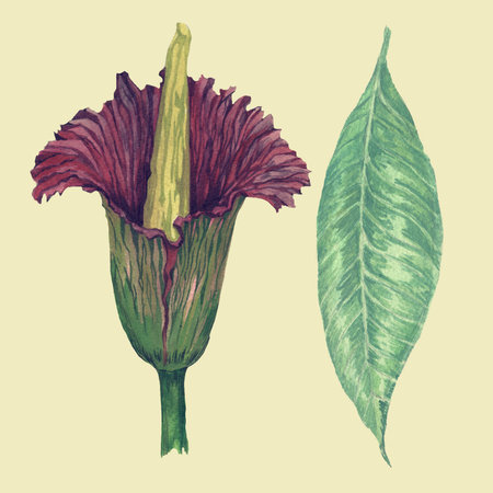 Hand drawn watercolor illustrations of exotic leaf and flowerの写真素材