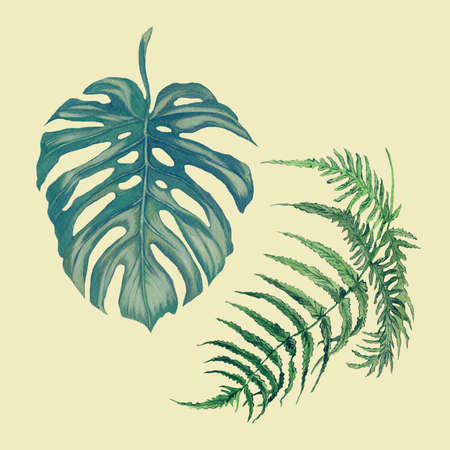 Hand drawn vintage watercolor illustration of monstera and fernの写真素材