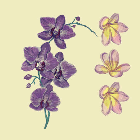 Hand drawn watercolor illustrations of orchid and flowersの写真素材