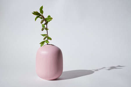 A green branch stands in a pink ceramic vase on a white background.の写真素材