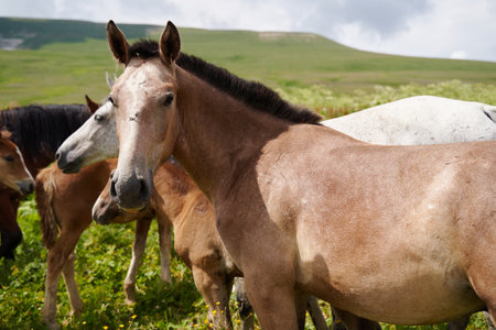 Horse is looking at the camera in the environment of alpine meadows in summer.の写真素材