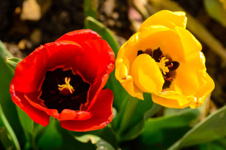 two colored Tulip closeup of red and yellowの写真素材