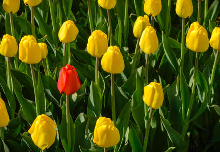 one red Tulip among yellow on a green backgroundの写真素材