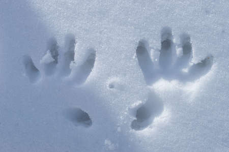 childrens hands in the snow.の写真素材