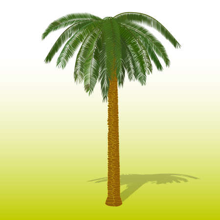 Palm tree on a white backgroundのイラスト素材