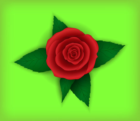 Flower rose on a light green background.のイラスト素材